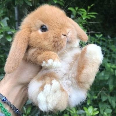 ウサギ🍊☪︎さんのプロフィール画像