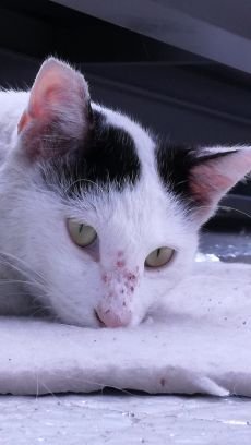 南品川T.N.R猫会さんのプロフィール画像