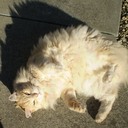 Janice - loving Albo as PM ~ NotHappyJan - @Janeese1960 - Twitter