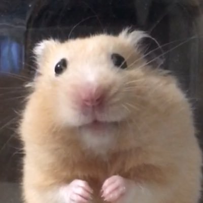 ハムさんち コップでお食事 ハムスターのいる暮らし お耳忘れの常習犯 ハムさんち コップでお食事 ハムスターのいる暮らし お耳忘れの常習犯