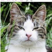 Dora Neko, Male Cat Meow どらネコ(@ZiyvTVSrFJ2QHWw) 's Twitter Profileg