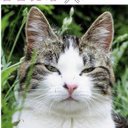 Dora Neko Male Cat Meow どらネコ Ziyvtvsrfj2qhww ツイフィール