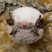 Estonian Museum of Natural History (@nhm_estonia) Twitter profile photo Estonian Museum of Natural History (@nhm_estonia) Twitter profile photo