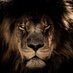 LION Photography (@lion_pto) Twitter profile photo LION Photography (@lion_pto) Twitter profile photo