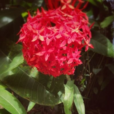 saintcoffe's profile picture. I promote complete distortion