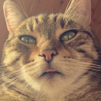 gudeSchmendrick's profile picture. 