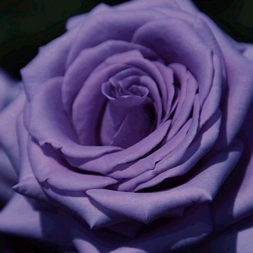 linda_iturbe's profile picture. عندما تقوم بإعداد القهوة برائحتها الرائعة ، فإن الشعور بالوحدة يختفي تلقائيًا عند منتصف الليل.