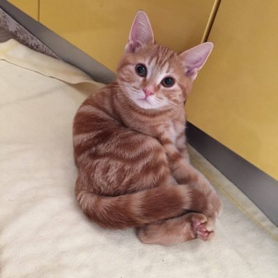 dayefsw5136's profile picture. 令和3年7月2日に長男誕生。平成25年11月24日に長猫参上。好きなもの→ラーメン、くるり、吉田修一、バンプ、ゴルフ場、ビール、スカイクロラ、競馬場、古畑、横浜、美味しそうなツイートには目がないです🍜