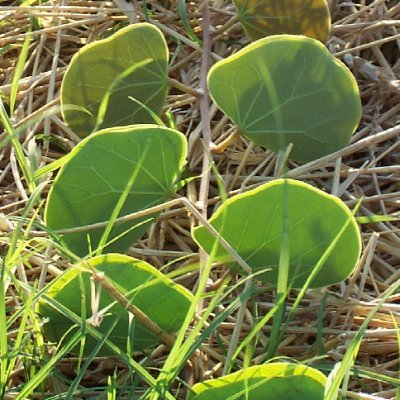 Dedicated to supporting agricultural student groups around the globe in the continuous research of Marama Bean cultivation and domestication.