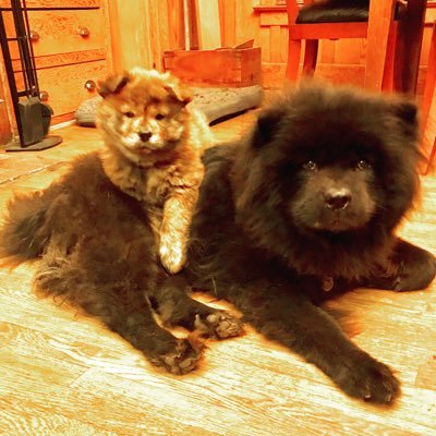 Cuban-Irish-American | TV Editor in LA | Independent Voter | Traveler | Dad to two Chow Chow pups