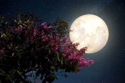 Dreamer, Thinker, Believer, Writer, Lover of Arts, Animals and Nature, Ever Curious and Always Grateful