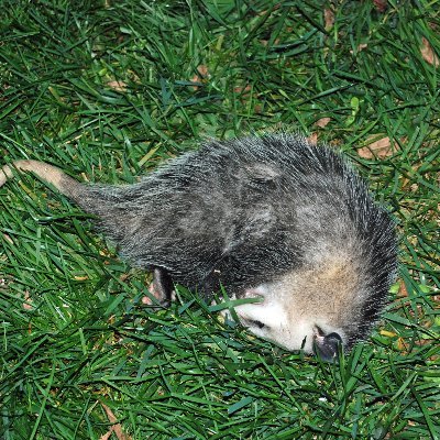 SensumC's profile picture. 🇺🇸 Old white guy. Vietnam veteran. Retired civil servant. Red pilled. Pro-America Pro-Democracy ergo anti-trump anti-MAGA.  🇺🇦 🌈