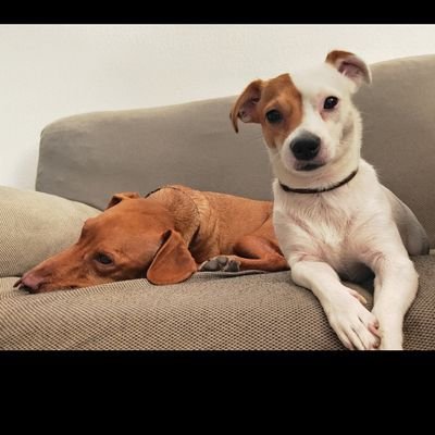 PaQuivaal's profile picture. soñadora empedernida :) y veterinaria