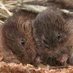 Real Vole Facts (@smithlabku) Twitter profile photo Real Vole Facts (@smithlabku) Twitter profile photo