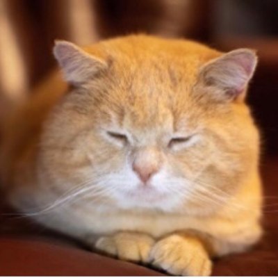 Marmalade 🐾🇬🇧🏠
• Lovely ginger cat 🐈 ❤️
• My humans are great 😌
• TikTok: https://t.co/t8j8gYUsiz