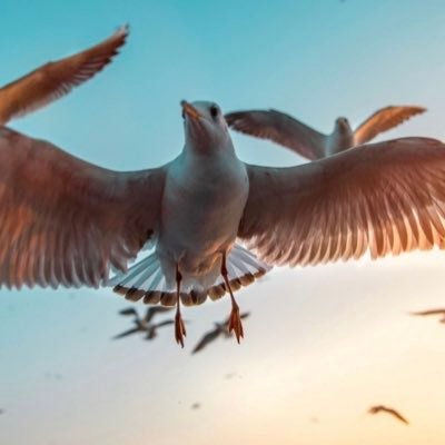 Birds Matter!🕊🦜 #savethebirds #birdmigration