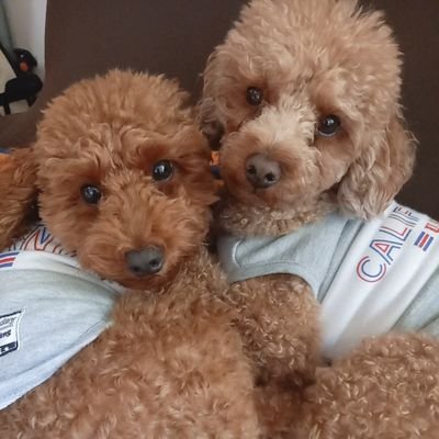 よーちん★マル🐾フクさんのプロフィール画像