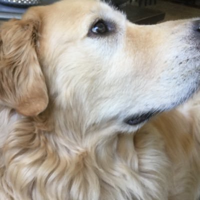 RudyDude2's profile picture. Rudy is “The Dude” our beautiful golden retriever. ❤️ I’m the Dudette. Love my family, music, travel. Retired. No DMs!  We must vote Blue! Save our democracy!
