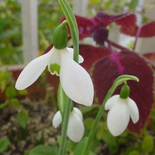 snowdrop1223's profile picture. sukinaaathisut：中島みゆき　NakajimaMiyuki 敬称自由     笑顔                                                              s u k i