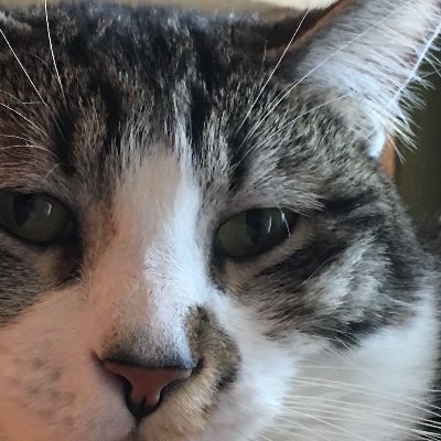 DanMonahan20's profile picture. off-center cat 

awkward humanitarian

Buddagnostifarian (orthodox)