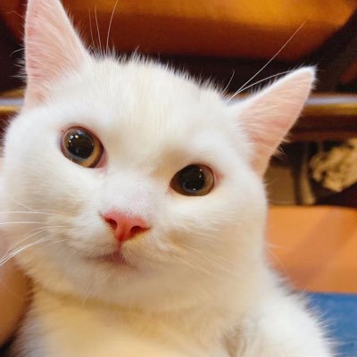 36MGHqdXNovmEcn's profile picture. 