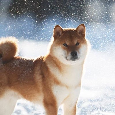 lk9CaxYAPf4ie3W's profile picture. 