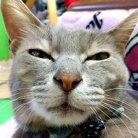 ちぱこ (@airu14uni05) 's Twitter Profile