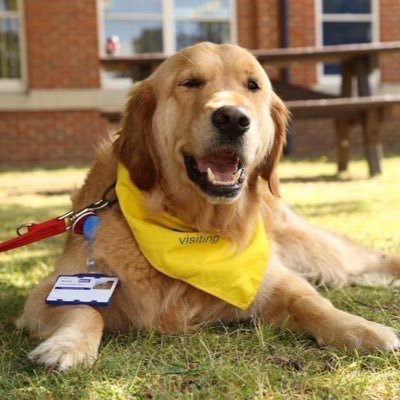 Yazzy Assistance Dog/Therapy Dog works Medway NHS /Ambassador dog fundraiser . giving his best Cuddles to all who need them 💙🐾🐾