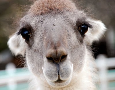 LustrousLlamas's profile picture. Life is either a daring adventure or nothing.