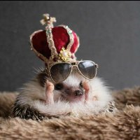 ハリネズミCS (@hedgehog_dm) Twitter profile photo