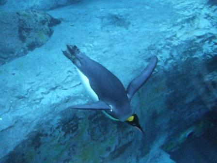 原発反対、原発不要。
自民は潰れたほうが日本のためだと思っています、百害あって一利なし。
普段は病院で薬剤師って職業をやってたりします。
よろしくお願いします。