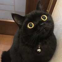 nekoฅฅ (@nekonekonelo) 's Twitter Profile