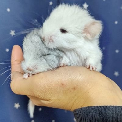 ふわりともこなさんのプロフィール画像