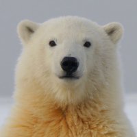テスカスフォーラム (@teskasbot) 's Twitter Profile