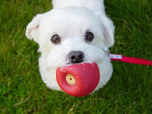 初めまして、mizumonkeyです。ゴルフ大好き。犬も大好き。(o^^o)特にマルチーズとヨークシャーテリア。みなさんフォロー宜しくお願いします。m(__)m ちなみにアイコンが”ももた”です。唇が腫れているわけではありません。