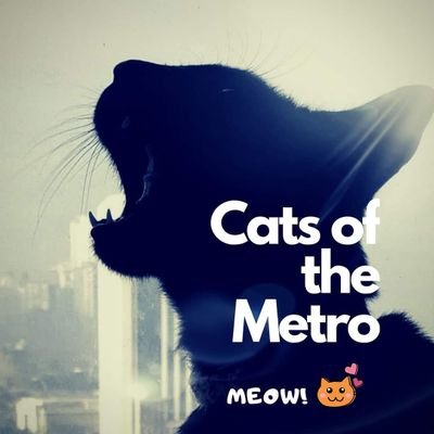 Cats of the Metro