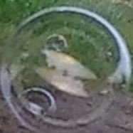 Litu_dom087395's profile picture. 東海大学 政治経済学部 1年 無言フォローします バスケ🏀したい 最近Twitter始めました