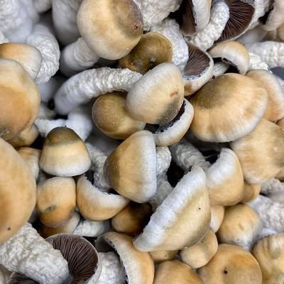 long term reliable connect for various psychedelic drugs and daily synthetic analyst for trippy experience +13136495889 inbox for purchases