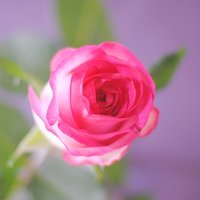 🌹uta mico🌹 (@uta_micorazon) 's Twitter Profile Photo 🌹uta mico🌹 (@uta_micorazon) 's Twitter Profile Photo