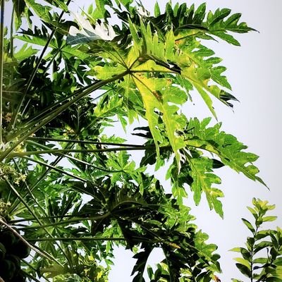 nikunj_karmur's profile picture. 