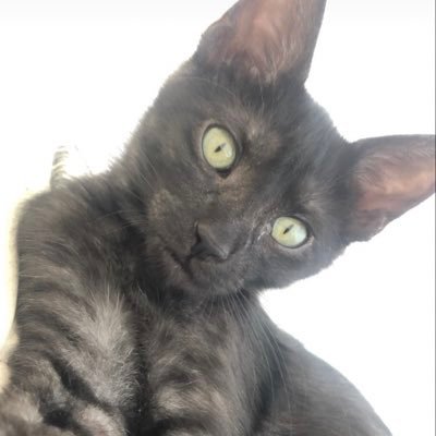 benshishorshi's profile picture. 