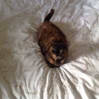 Lady Morrigan of the Bountiful Acres (@lady_acres) 's Twitter Profile
