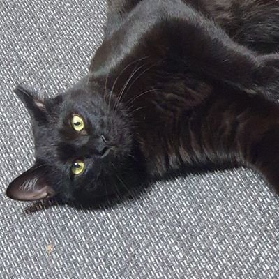 밤: 이문냥이 20번 출신, 동거 2020/07/31~,
탄생 2019년 8월?
노을: 단풍이 딸 시럽이, 동거 2021/01/30~, 탄생 2020/10/01