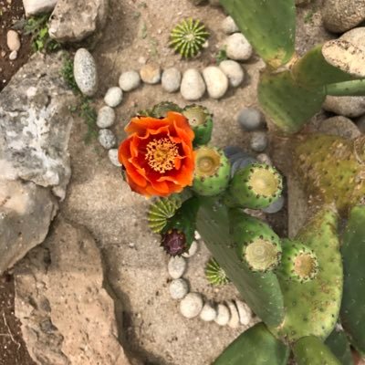 No abandones a aquelllo que amas y te ama. #leocuandoeldesiertoflorece #leoescuchate #peaceispossible https://t.co/WxewYqdi3x