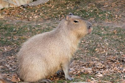 Capybara241's profile picture. Capybara