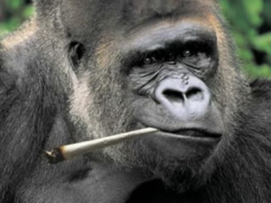 jaaphendriksen's profile picture. 