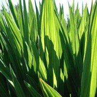 GreenArden design (@greenardend) 's Twitter Profile Photo