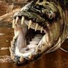Amarjit_Labu's profile picture. Lover of breaking things | Cybersec researcher with a wide taste in music genres!! https://t.co/AOHvviQE9r ||| chr°ᶰ1k |||