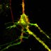 Josef Lazar (@lazarlab) Twitter profile photo Josef Lazar (@lazarlab) Twitter profile photo