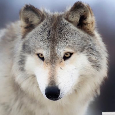 Remmerwolf Profile Picture